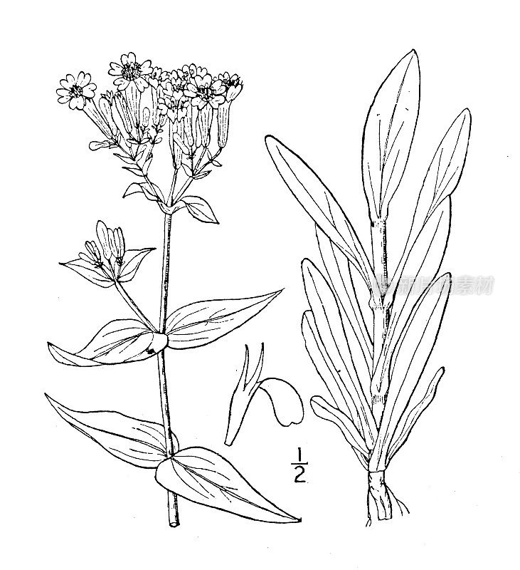 古植物学植物插图:Silene Armeria, Lobel的捕蝇